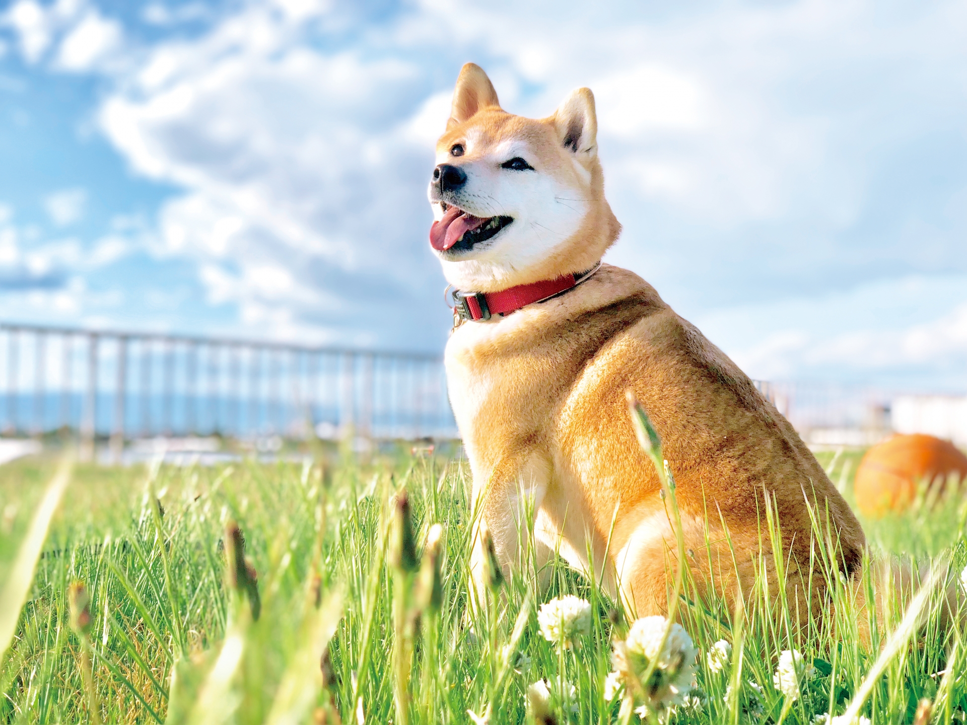 犬のうんちをトイレに流すと危険？排水設備への影響について解説！